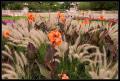 CRW_8464 Orange Flowers